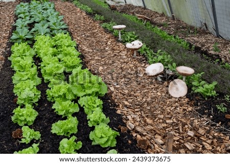 living soil in a vegetable garden with the no dig technique of mulched aisles with wood chips. Alternative to the problems of the countryside for a transition to sustainable and environmentally friend Royalty-Free Stock Photo #2439373675