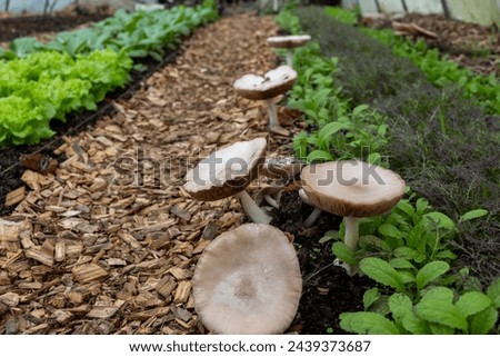 living soil in a vegetable garden with the no dig technique of mulched aisles with wood chips. Alternative to the problems of the countryside for a transition to sustainable and environmentally friend Royalty-Free Stock Photo #2439373687