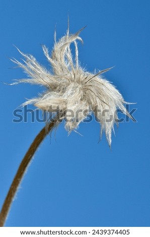 Closeup of achene on the Fruit of genus pasqueflowers (Pulsatilla) in the french Alps on the blue background Royalty-Free Stock Photo #2439374405