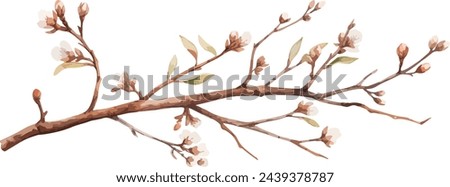 Watercolor illustration willow branches and tree branch without leaves. Brown dry straight twig. Isolated on a white background. Spring floral easter elements. For holiday print design Royalty-Free Stock Photo #2439378787