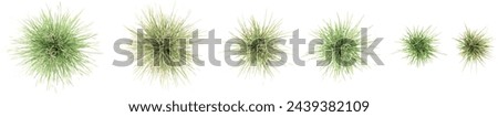 Jungle Tufted hair grass cutout 3d render png set of top view Royalty-Free Stock Photo #2439382109