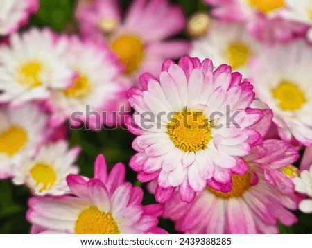 A close up​ photograph​ of​ pink Daisy Flower, ultimate symbol of innocence and purity