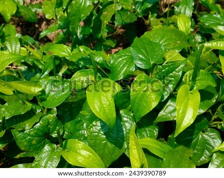 Stunning close-up of green coloured Piper longum(Long pepper,Pippali) ultra hd hi-res jpg stock image photo picture selective focus horizontal background side or straight ankle view blurred background
