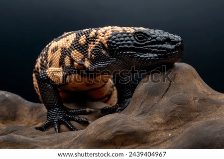 Gila Monster (Heloderma suspectum) is a species of venomous lizard native to United States and Mexico. Royalty-Free Stock Photo #2439404967