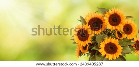 Romantic sunflower field with sunbeams and large sunflower bouquet, panoramic format. Royalty-Free Stock Photo #2439405287