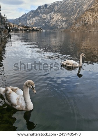 Swans swimming on the lake in Hallstatt