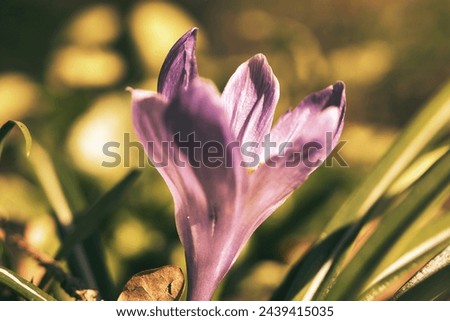 Single crocus flower in a meadow in soft warm light. Spring flowers that herald spring. Flowers picture