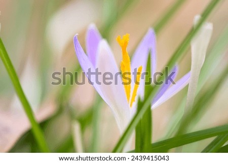 Single crocus flower delicately depicted in soft warm light. Spring flowers that herald spring. Flowers picture