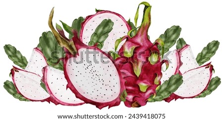 Dragon fruit. Watercolor hand drawing composition of exotic fruits of the pitahaya cactus. Clip art isolated on white background. For the design of a vegetarian restaurant menu and recipe book