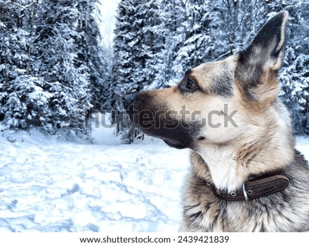 Dog German Shepherd in forest or in park in a winter day and white snow arround. Waiting eastern European dog veo and white snow