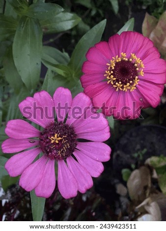 two flowers that have different colors but have the same meaning