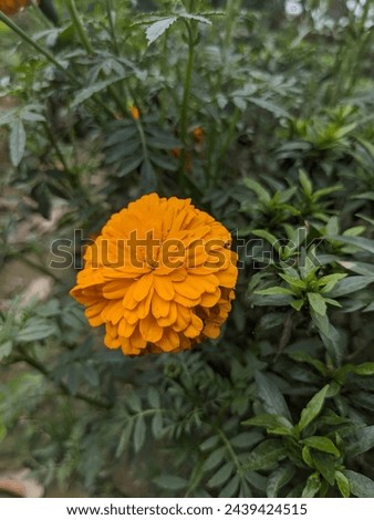 Closeup picture of yellow marigold. Chendumalli flower. Sayapatri flower

