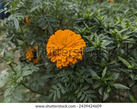 Closeup picture of yellow marigold. Chendumalli flower. Sayapatri flower

