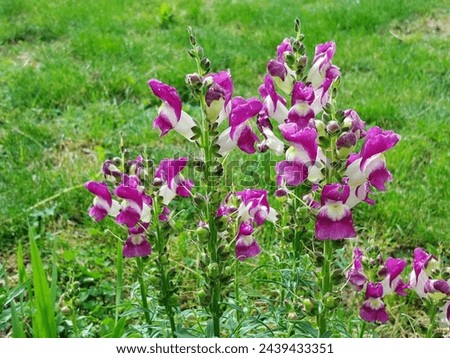 Snapdragon flowers (Antirrhinum) in the garden. Meaning  Symbolism of Snapdragon Legend has it that concealing a snapdragon makes a person appear fascinating and cordial. Flowers nature background.
