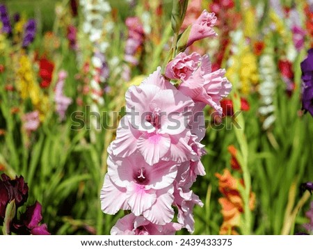 Snapdragon flowers (Antirrhinum) in the garden. Meaning  Symbolism of Snapdragon Legend has it that concealing a snapdragon makes a person appear fascinating and cordial. Flowers nature background.
