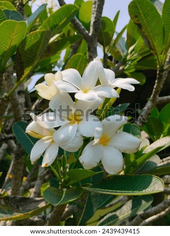 Stunning close-up of white flowers of Plumeria obtusa(Singapore graveyard flower) with leaves ultrahd hi-res  stock image photo picture selective focus vertical background side or straight ankle view 