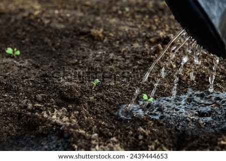 Watering of young radish sprouts growing in the greenhouse soil. Royalty-Free Stock Photo #2439444653