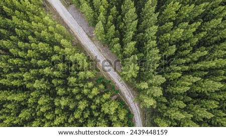 nature background with aerial view above green tree