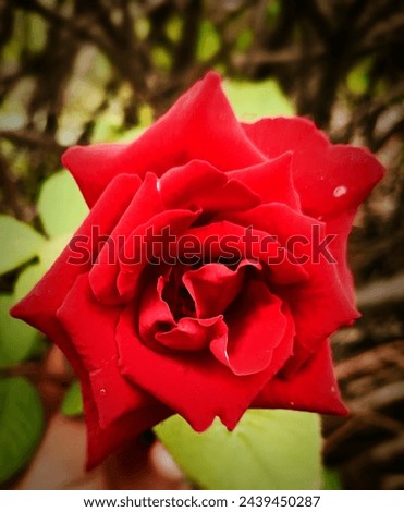 Close up of blooming beautiful red rose in the garden. Vivid red flower and blurred green garden.background, flower, summer, nature, spring, love, leaf, gift, floral, autumn, beauty, rose, garden, gre