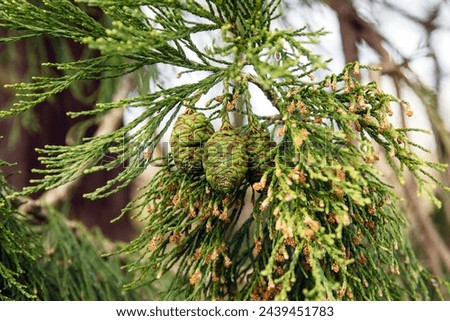 Giant Redwood pine cones on tree. Three  green unopened cones still attached to gian redwood tree.  Royalty-Free Stock Photo #2439451783