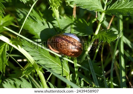 copse snail (Arianta arbustorum) on green leaves Royalty-Free Stock Photo #2439458907