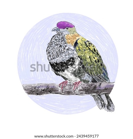 Watercolor illustration of a colorful bird. Superb Fruit Dove. Funny little bird with purple plumage on its head. Isolated on a round lilac decorative background. For stickers, educational material