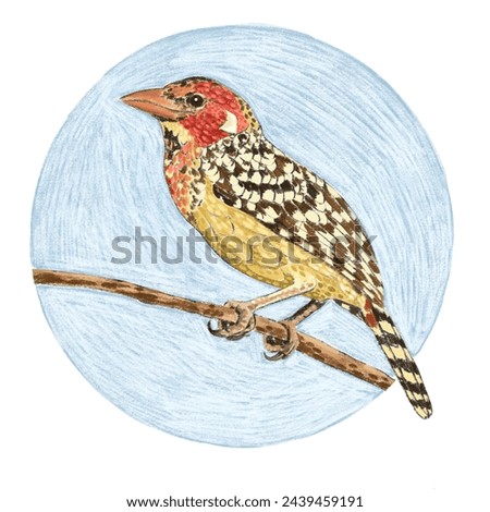 Watercolor illustration of a yellow spotted bird. Red-and-yellow Barbet. Isolated on a round blue decorative background. For stickers, educational materials, cards, prints