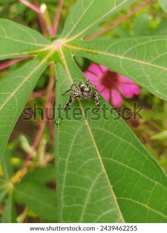 close up of black spider on the leaf
