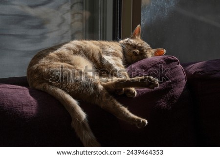 A ginger tabby cat sleeping in the sunlight, on the backrest of a sofa. Royalty-Free Stock Photo #2439464353