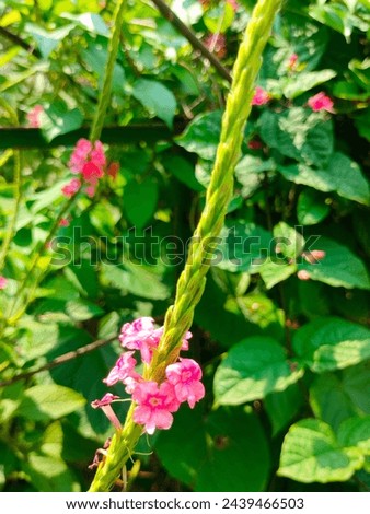 Stunning close-up of pink small flowers of Stachytarpheta urticifolia with details ultrahd hi-res jpg stock image photo picture selective focus vertical background side or straight ankle view 
