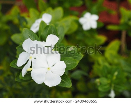 Different flowers in a garden. 