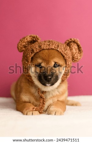 Cute shiba inu puppy poses on a pink background