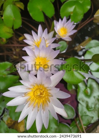 Blooming Lotus flowers with white purple color
