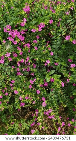 Cuphea hyssopifolia Kunth, False heather, Elfin herb, purple-pink flowers, pink flowers, 6 separated petals. many stamens Royalty-Free Stock Photo #2439476731