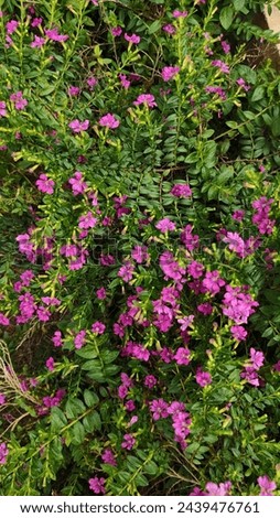 Cuphea hyssopifolia Kunth, False heather, Elfin herb, purple-pink flowers, pink flowers, 6 separated petals. many stamens Royalty-Free Stock Photo #2439476761
