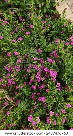 Cuphea hyssopifolia Kunth, False heather, Elfin herb, purple-pink flowers, pink flowers, 6 separated petals. many stamens Royalty-Free Stock Photo #2439476763