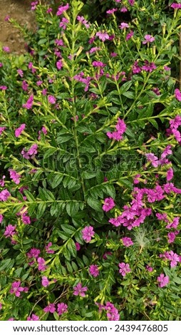 Cuphea hyssopifolia Kunth, False heather, Elfin herb, purple-pink flowers, pink flowers, 6 separated petals. many stamens Royalty-Free Stock Photo #2439476805