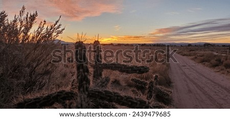 Cactus sunset on Rural road New Mexico Royalty-Free Stock Photo #2439479685