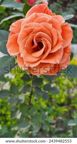 Embrace the warmth of twilight with this enchanting image of an orange rose, captured in a serene garden setting. Perfect for adding a touch of elegance and natural beauty to your creative projects.