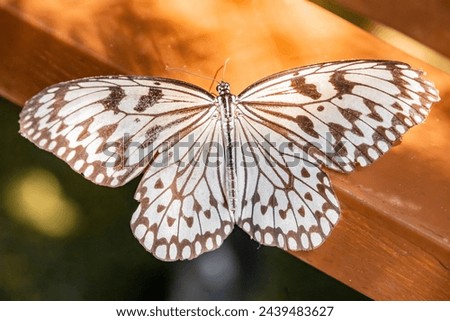 white nymph butterfly (Idea leuconoe) in Entopia penang Malaysia, is a butterfly known especially for its presence in butterfly houses and live butterfly expositions.
It is of Southeast Asian origin.