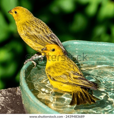 Atlantic Canary, a small Brazilian wild bird. The yellow canary Crithagra flaviventris is a small passerine bird in the finch family. Royalty-Free Stock Photo #2439483689