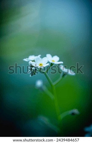 This image captures the delicate beauty of a white flower up close, with a soft and blurred background that enhances its serene and peaceful presence.