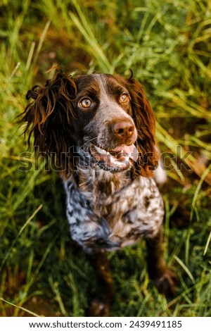 Russian brown spaniel lying in green grass in a field and lit by the setting sun.
