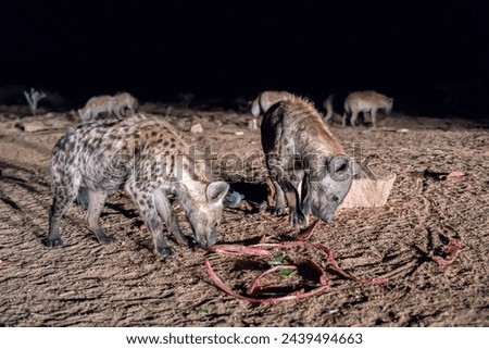 A night with hyenas in Harar, Ethiopia
