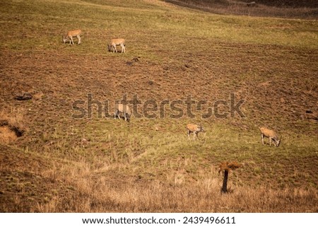 Holy animal to the San People, the Eland (Taurotragus oryx) grazes freely in the Drakensberg South Africa. Royalty-Free Stock Photo #2439496611