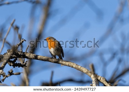 robin european perched on a tree branch. Concept of conservation of our habitats and the animal biodiversity that inhabits them. Royalty-Free Stock Photo #2439497727