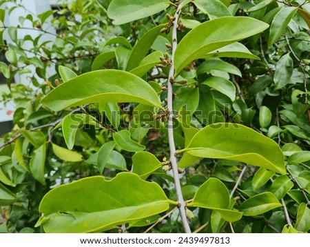 Fruits and leaves of Malayan Mistletoe with greyish stem