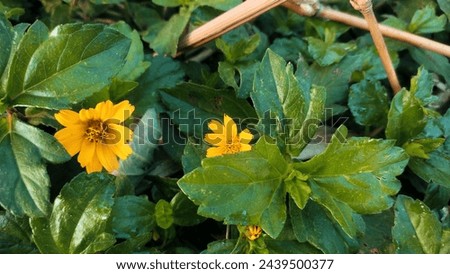 Wild plants that have green leaves and yellow flowers are often found around rivers
