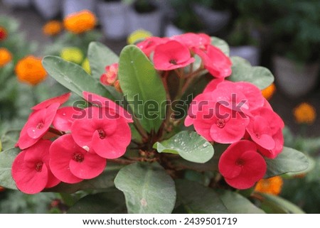 Euphorbia milii, Christ plan the crown of thorns, or Christ's thorn, is a species of flowering plant in the spurge family Euphorbiaceae, native to Madagascar. Royalty-Free Stock Photo #2439501719