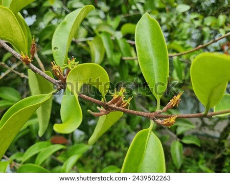 Foliage and clusters of flowers of the Malayan Mistletoe plant (Dendrophthoe pentandra）